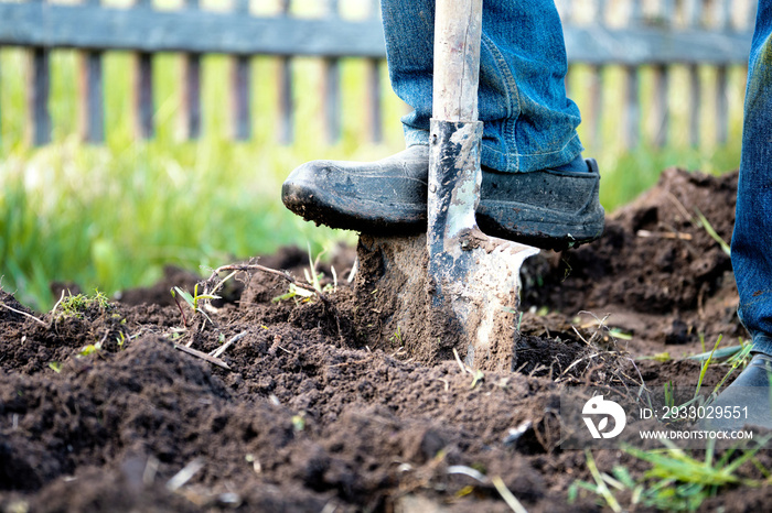 Male foot in rubber boots digging the ground in the garden bed with an old shovel in the summer garden