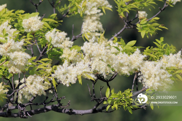 Flowers Fraxinus ornus close up