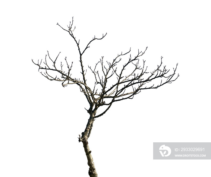 trees with branches without leaves isolated