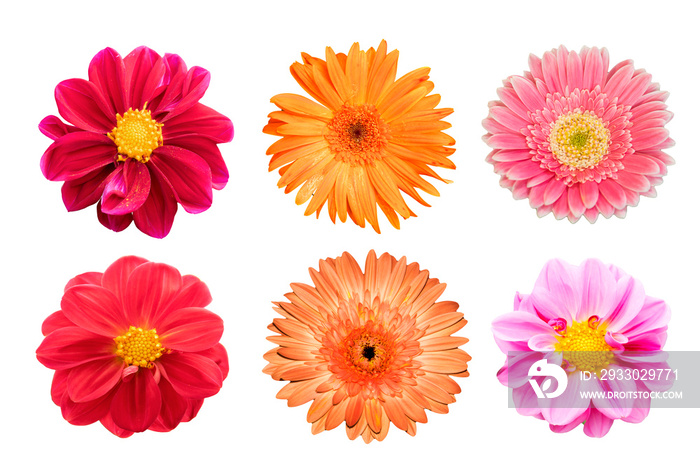 collection flower isolated on white background