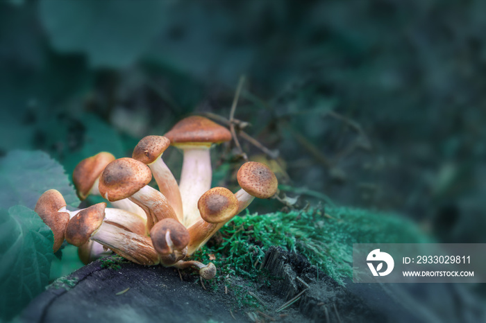 Magic Mushroom stock images. A group of magic mushrooms.