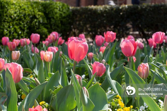 Beautiful pink tulips mark the start of Spring in Colonial Williamsburg, VA.