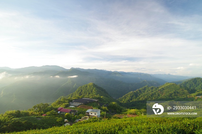 台湾　阿里山山脈と茶畑の風景　日の出