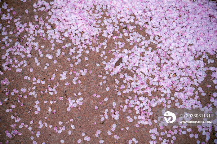 地面に散った桜の花びら