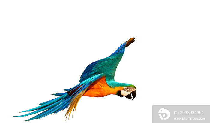 Colorful Blue and gold macaw parrot flying isolated on transparent background png file