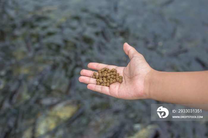 Feeding fishes.