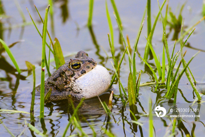 European green toad Bufotes viridis croak