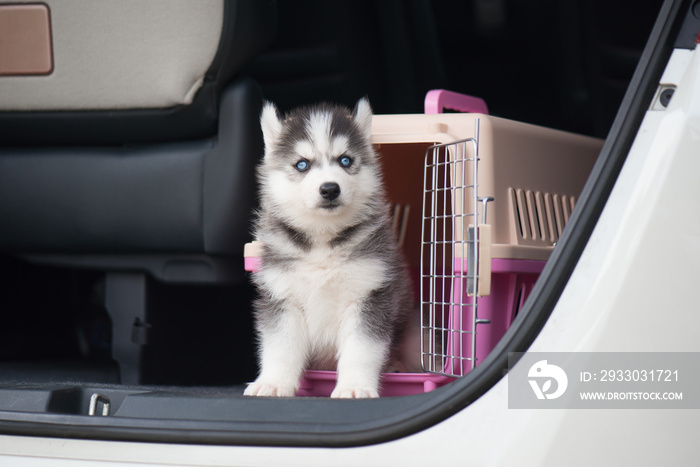 siberian husky puppy  sitting in a travel box