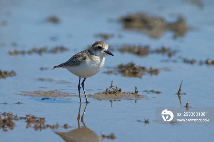 Immature Kittlitz’s plover Charadrius pecuarius. Oiseaux du Djoudj National Park. Saint-Louis. Senegal.