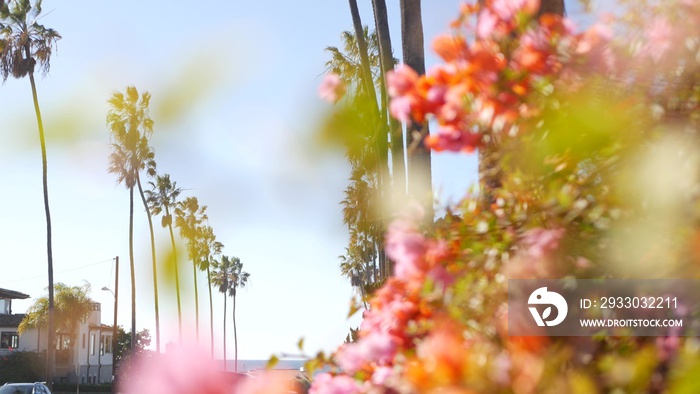 Row of palm trees, waterfront city street near Los Angeles, California coast, USA. Palmtrees by ocean beach, summer vacations aesthetic. Tropical palms, sunny day, sunshine and bougainvillea flowers.