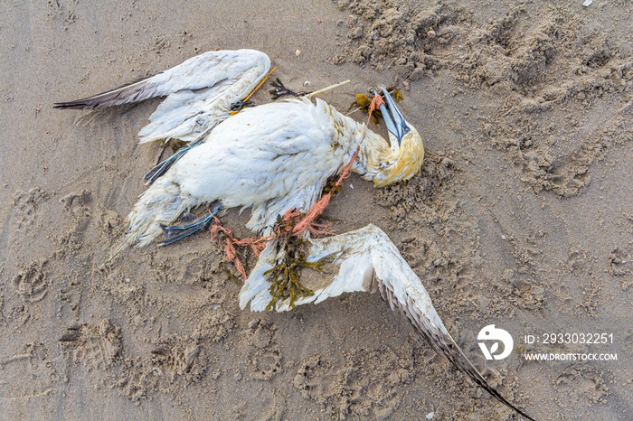 dead northern gannet trapped in plastic fishing net washed ashore on Kijkduin beach The Hague