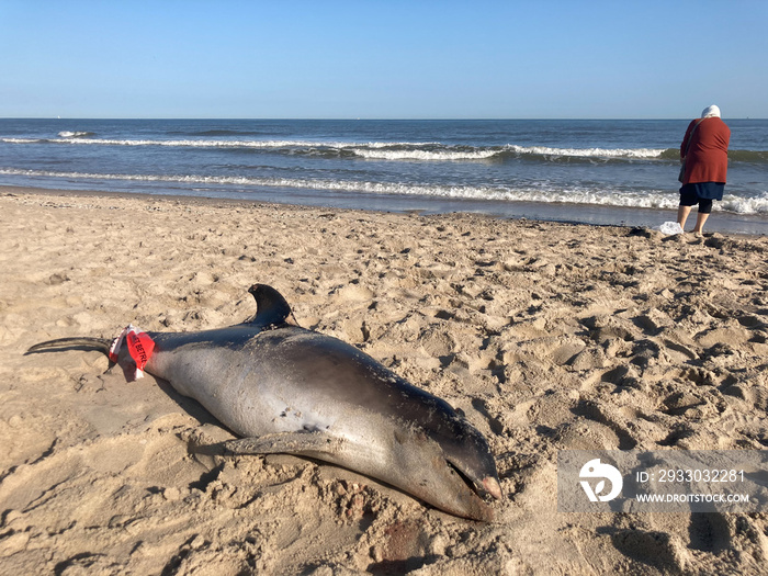 Tragic scene of a harbour porpoise washed ashore on a beach