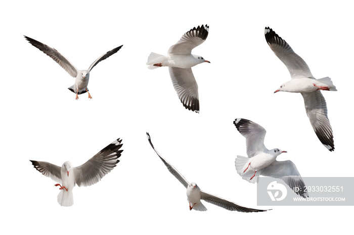 set of seagulls isolated on white background.