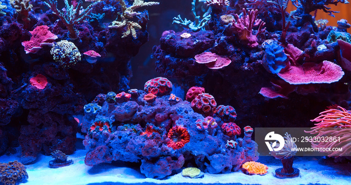 Corals in a Marine Aquarium.