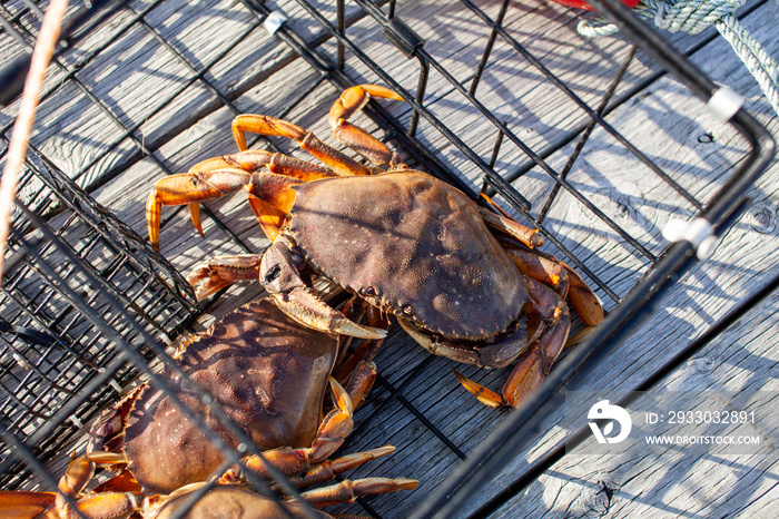 Looking down at the carapace of a male Dungeness crab in a crab trap on a wharf in Sechelt, British-Columbia