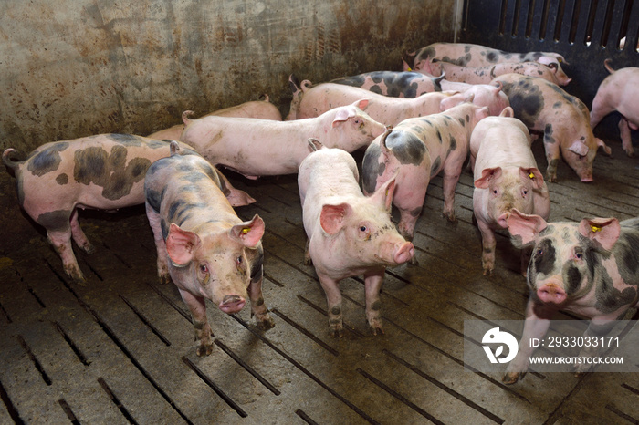 fattening pigs approaching two months old