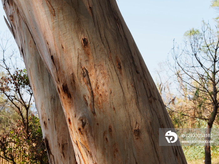 (Eucalyptus globulus) Southern blue gum, big and old tree with high und straight trunk, long-streaky of smooth bark brown to white cream-coloured