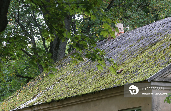 Green moss on slate roof tiles