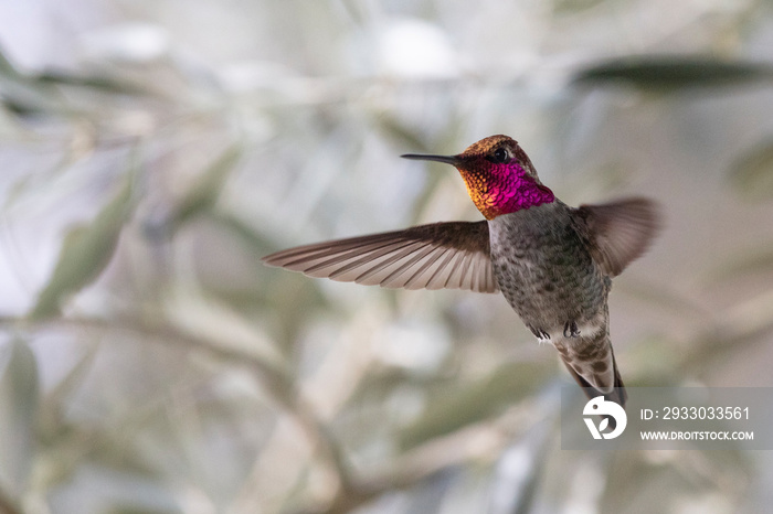 hummingbird on brunch in snowy weather