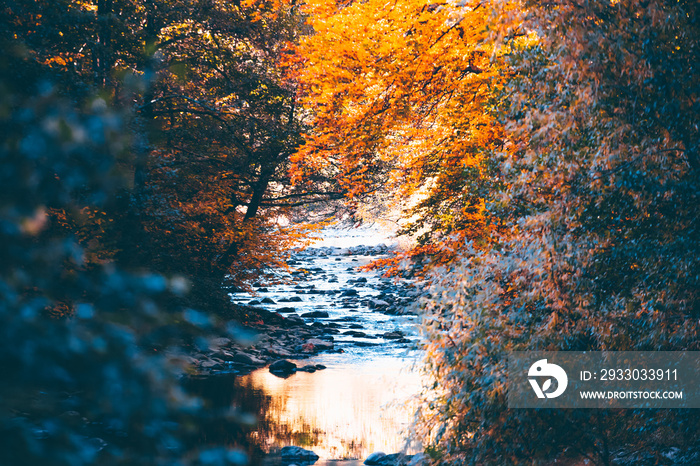 Mountain stream in autumn forest