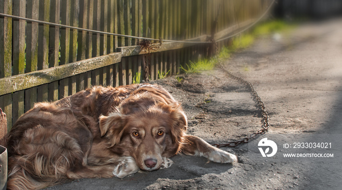 Portrait of cute chained brown or red dog lying or resting on old village yard with wooden fence