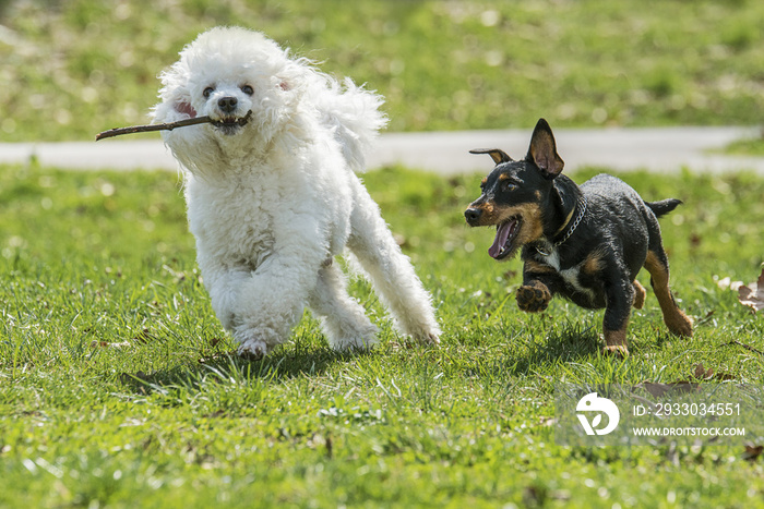 Beautiful two dogs