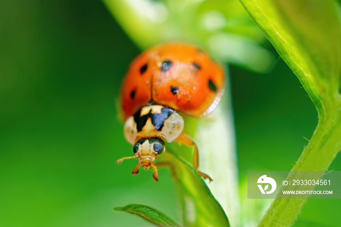 The invasive Asian Lady Beetle is found in our yard in Windsor in Upstate NY this summer,  Orange spotted ladybug on a green plant shot as macro.