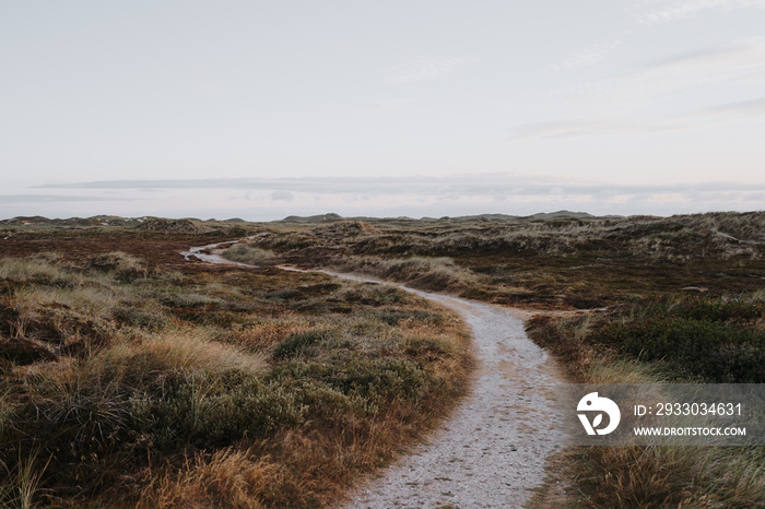 Winding hiking trail through heather, grass and dunes in Thy Nationalpark, Denmark.