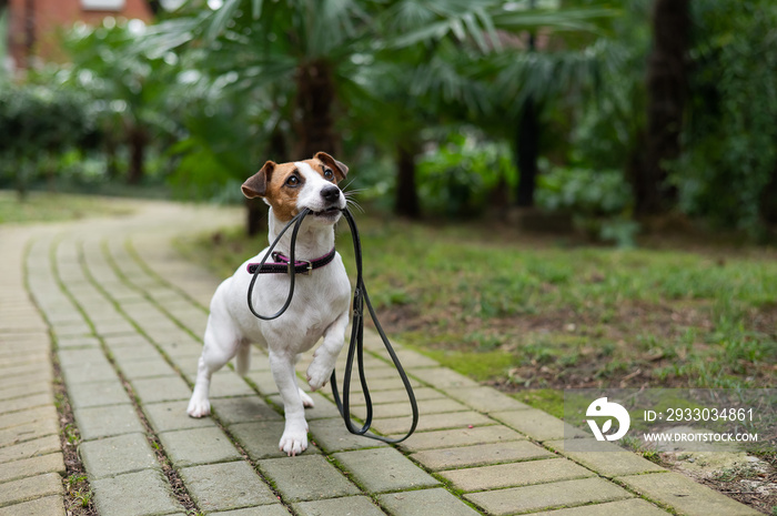 Jack Russell Terrier sits alone in the park under a palm tree. The lost dog is holding a leash and waiting for the owner.