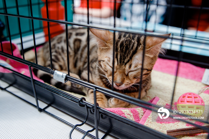 Cat is in cage for transportation and storage in shelter, airport, travel.