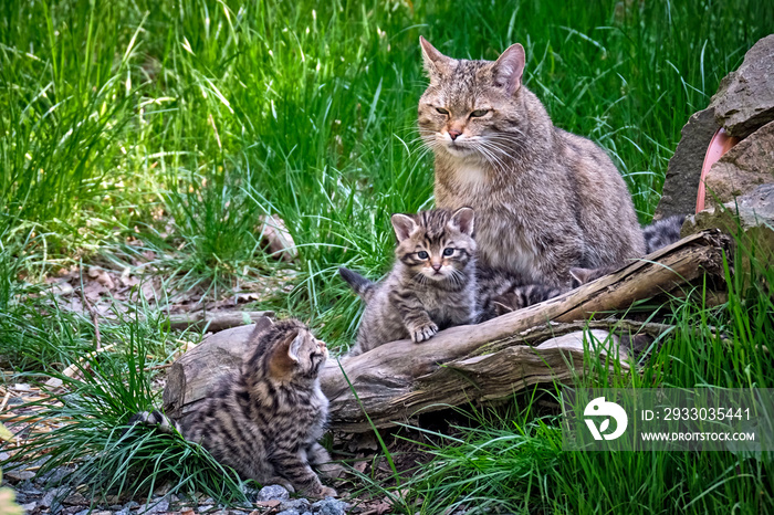 Europäische Wildkatze oder Waldkatze ( Felis silvestris ).