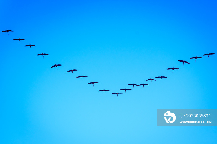 Formation flock of ibis Plegadis falcinellus flying over the Valencian Albufera lake on their migratory journey.