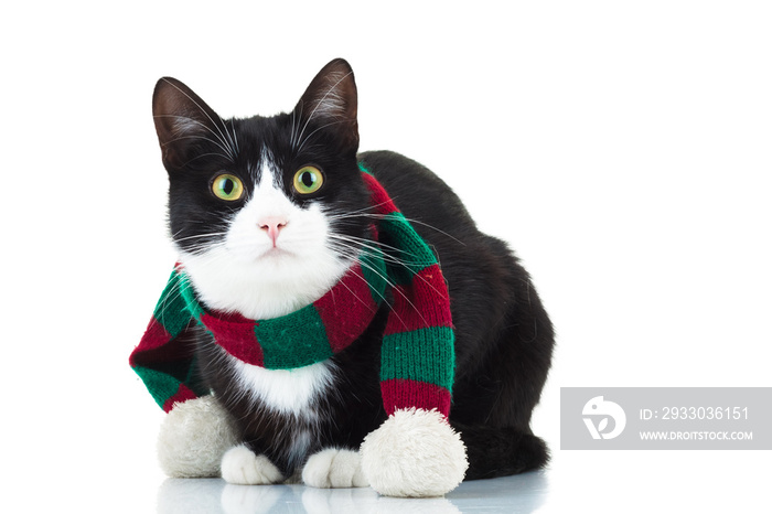 cute cat wearing knitted christmas scarf