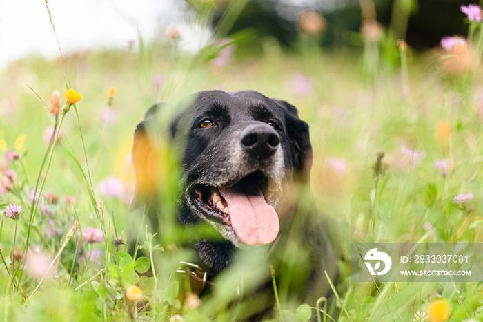 portrait of an elderly black labrador dog lying down in a wildflower meadow and looking straightly into the camera