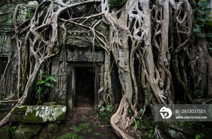 Tree roots cover the entrance door at Ta Prohm Temple, Siem Reap, Cambodia.