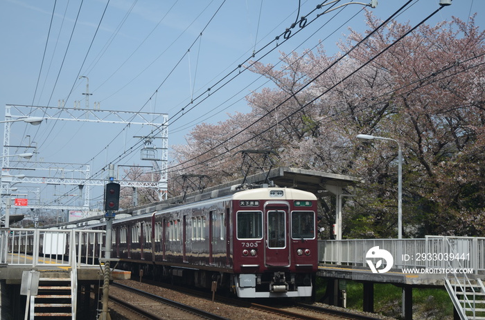 京都　阪急西向日駅の電車と桜