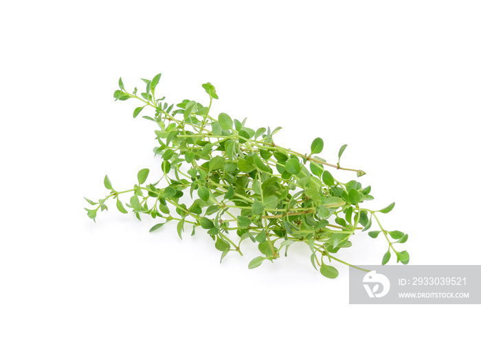 lemon thyme isolated on white background