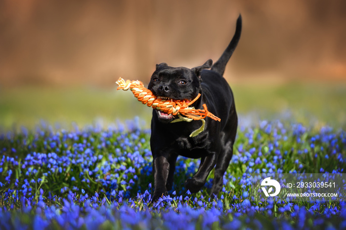 black staffordshire bull terrier dog playing with a rope toy outdoors in the park