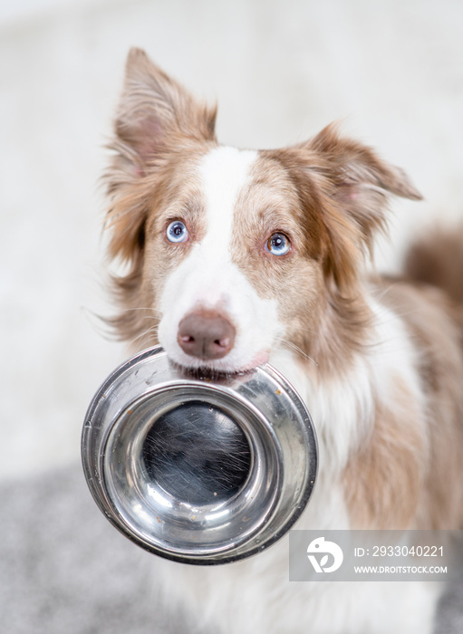 Adult Border collie dog holds bowl in his mouth at home