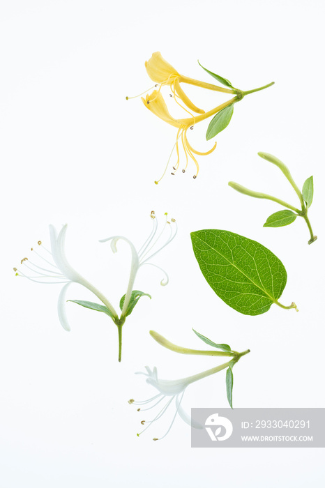 flowers and leaves of lonicera caprifolium on white background