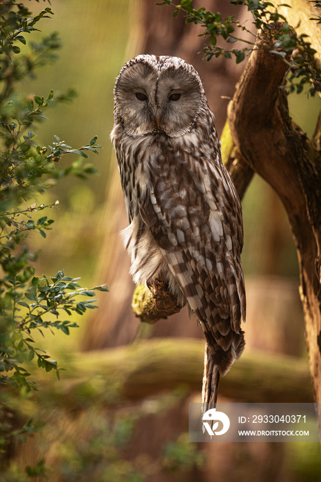 male Ural owl (Strix uralensis) portrait on a branch close up