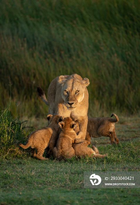 Lioness mother and her four cubs in a vertical portrait standing on green grass in Ngorongoro Crater in Tanzania