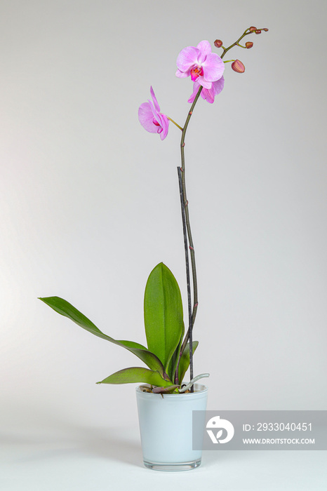 Pink orchid in decorative pot isolated on white background.