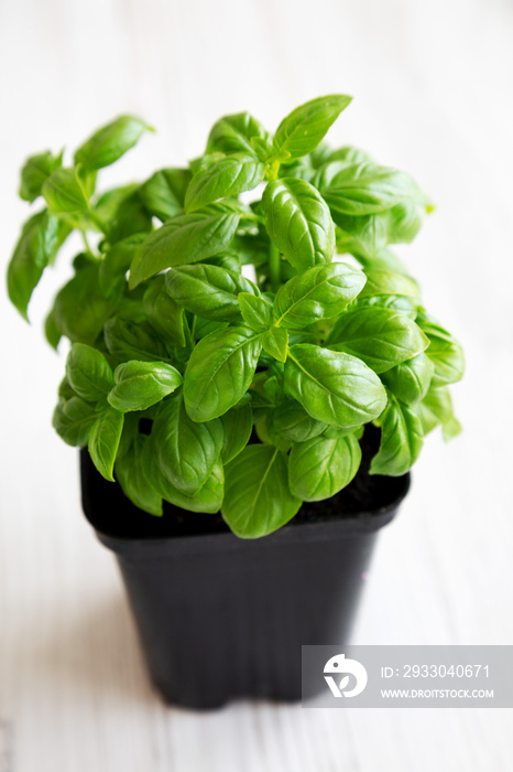 Raw Green Basil Plant, side view.