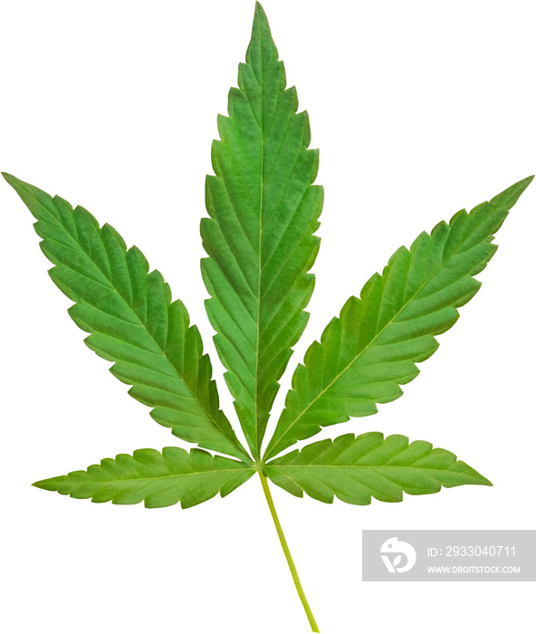 cannabis, hemp leaf cut out on transparent background.