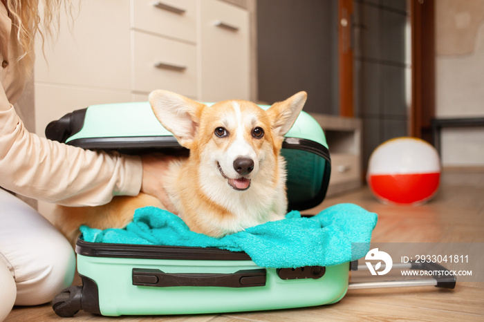 woman Puts corgi dog, puppy, into suitcase. Preparation for trip, arrival at hotel, adventure, tour, tourism. Love and care for pets, transportation of animals. portrait