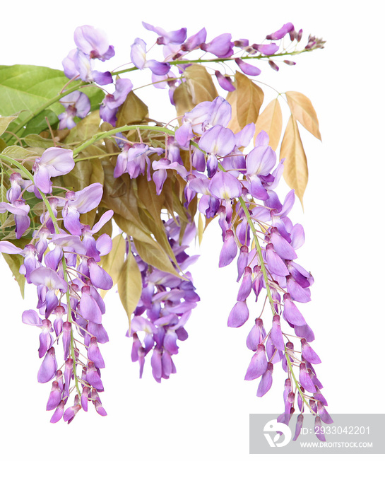 Fleurs de Glycine