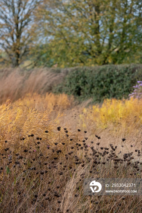 Garden at Hauser & Wirth Gallery named the Oudolf Field, at Durslade Farm, Somerset UK. Designed by landscape artist Piet Oudolf, photographed in autumn.