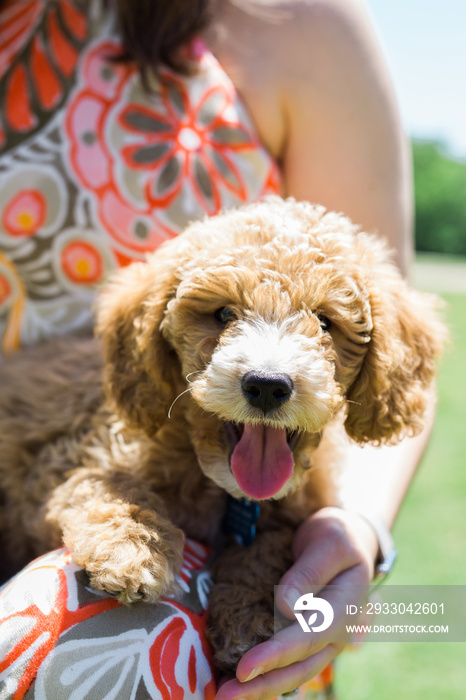 golden doodle puppy