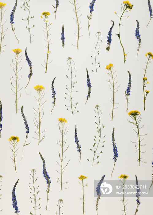 Pattern of pressed dried flowers of field plants. Mockup for greeting card, wedding invitation.Design for printing on fabric, wrapping paper.